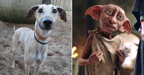 Dobby the House-elf fan club