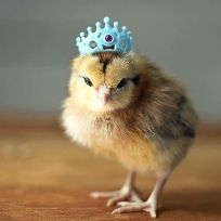 Queenie